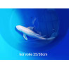 koi voile 25-30 cm