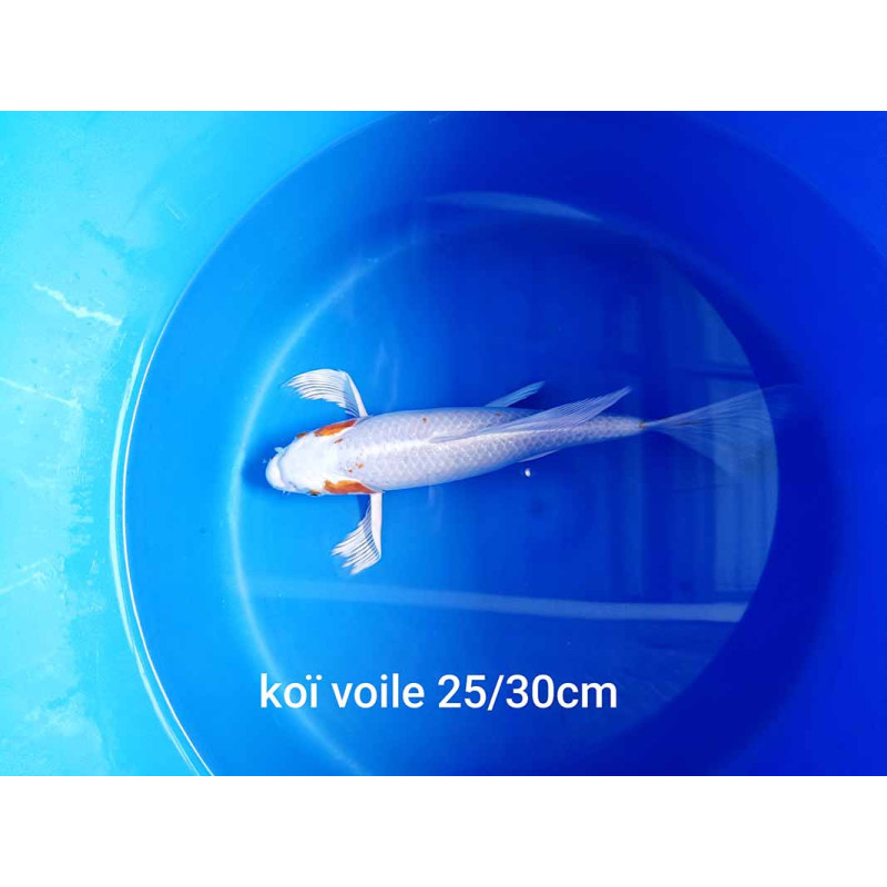koi voile 25-30 cm
