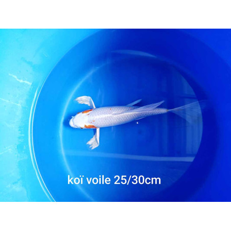 koi voile 25-30 cm
