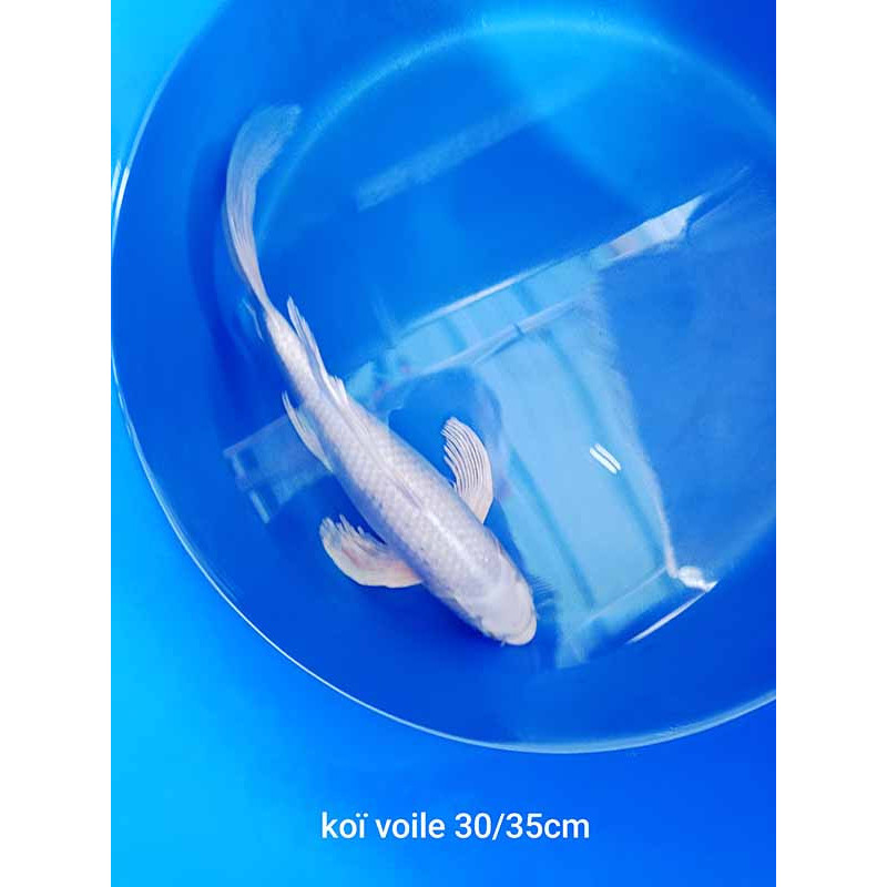 koi voile 30-35 cm