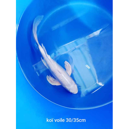koi voile 30-35 cm