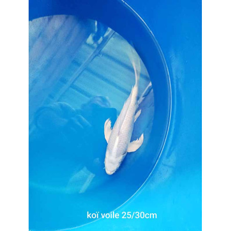 koi voile 25-30 cm