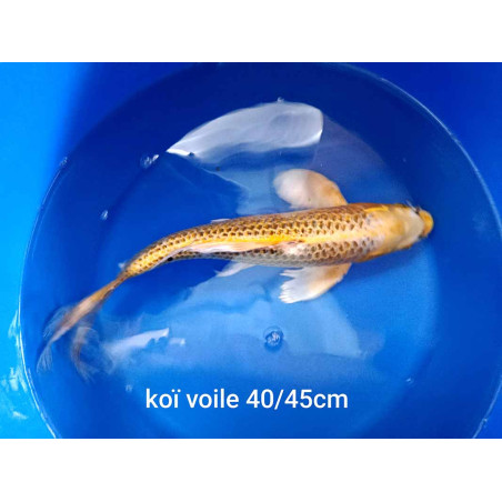 koi voile 40-45 cm
