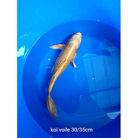 koi voile 30-35 cm
