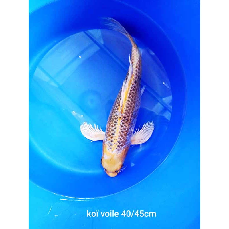 koi voile 40-45 cm