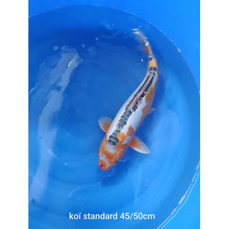 koi standard 45-50 cm