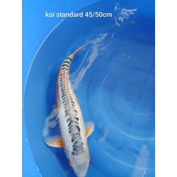 koi standard 45-50 cm