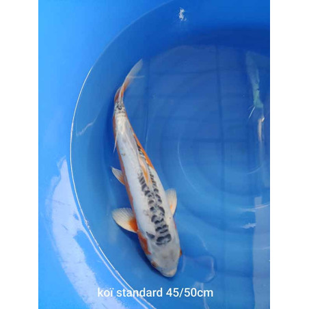 koi standard 45-50 cm