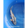 koi standard 45-50 cm