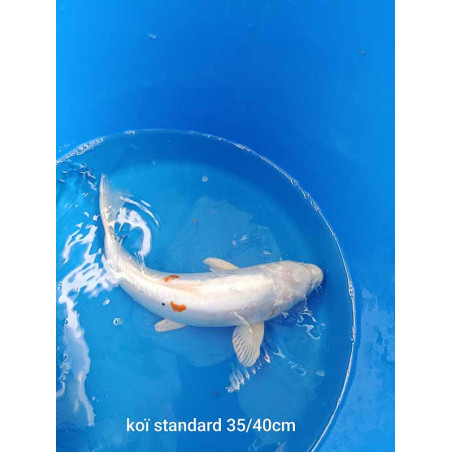 koi standard 35-40 cm