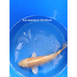 koi standard 35-40 cm