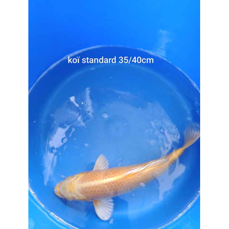 koi standard 35-40 cm
