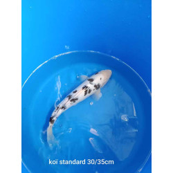 koi standard 30-35 cm