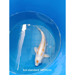 koi standard 30-35 cm