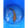 koi standard 30-35 cm