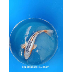 koi standard 40-45 cm