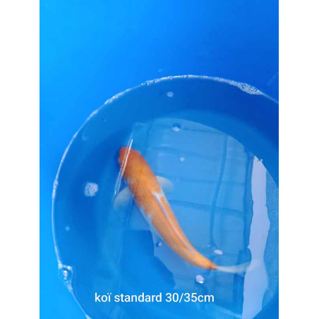koi standard 30-35 cm