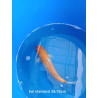 koi standard 30-35 cm