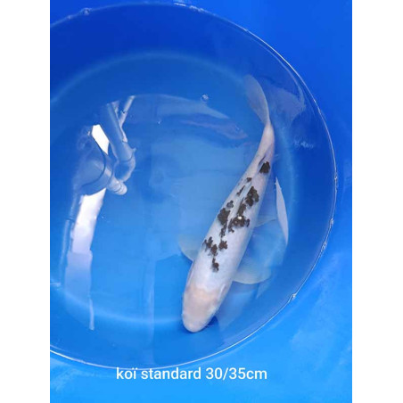 koi standard 30-35 cm