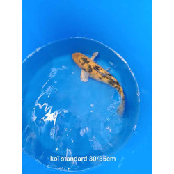 koi standard 30-35 cm