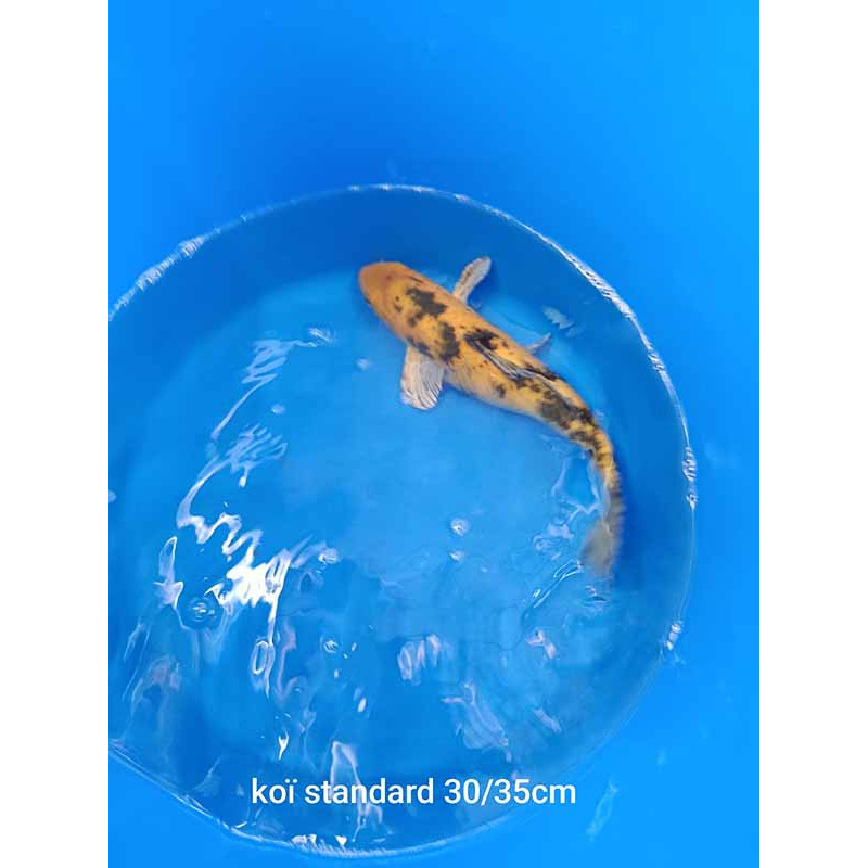 koi standard 30-35 cm