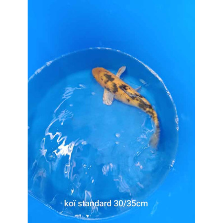 koi standard 30-35 cm