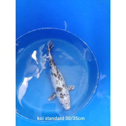 koi standard 30-35 cm