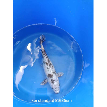 koi standard 30-35 cm
