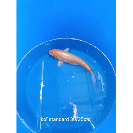 koi standard 30-35 cm
