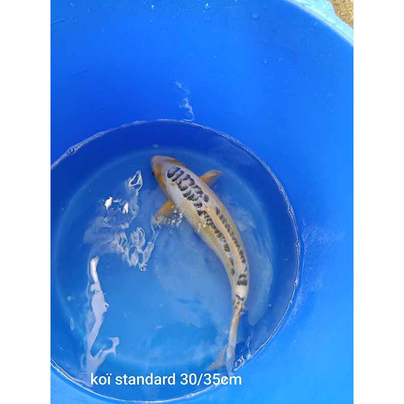 koi standard 30-35 cm