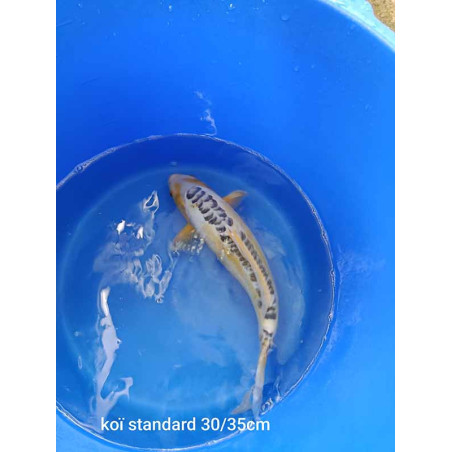 koi standard 30-35 cm