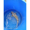 koi standard 30-35 cm