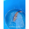 koi standard 30-35 cm