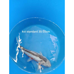 koi standard 30-35 cm