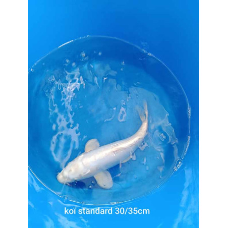 koi standard 30-35 cm