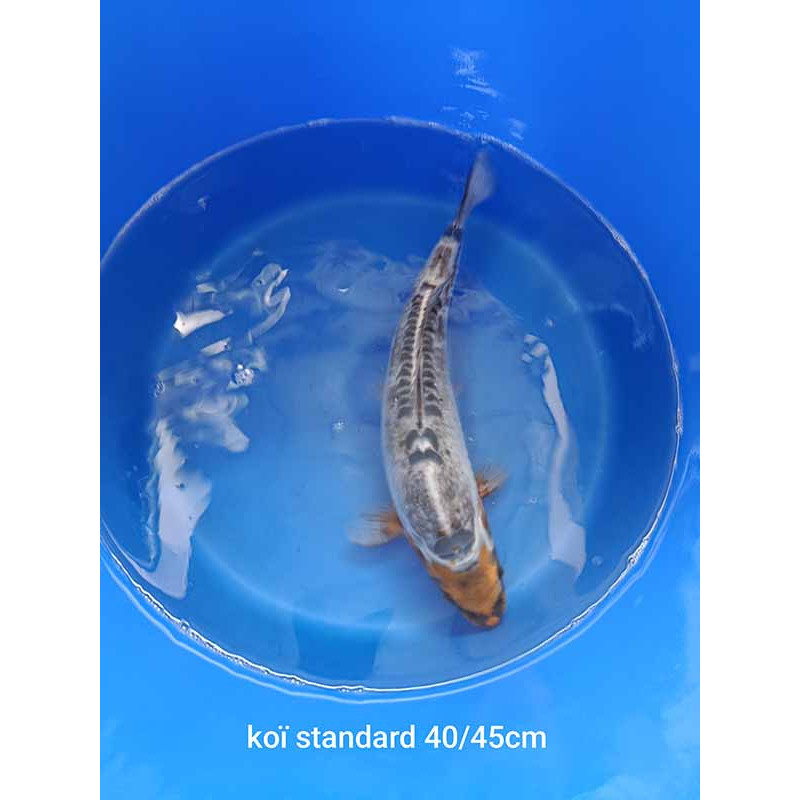 koi standard 40-45 cm