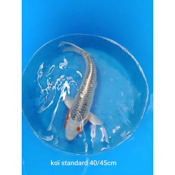 koi standard 40-45 cm