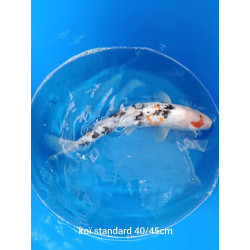 koi standard 40-45 cm