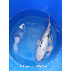koi standard 40-45 cm