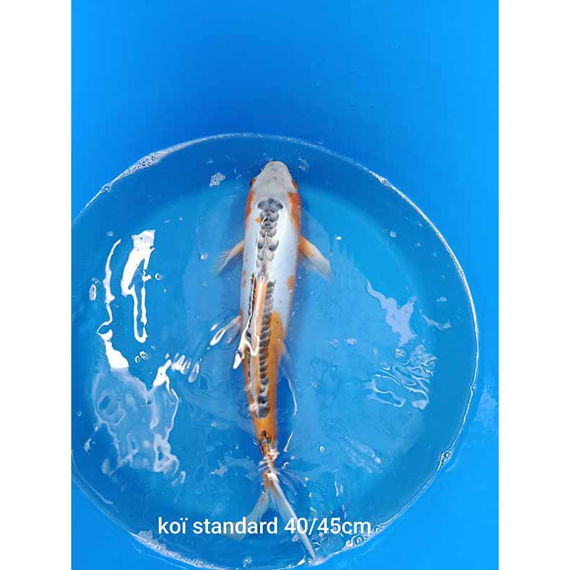 koi standard 40-45 cm