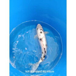koi standard 40-45 cm