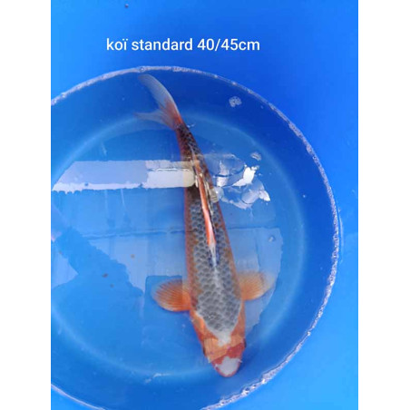 koi standard 40-45 cm