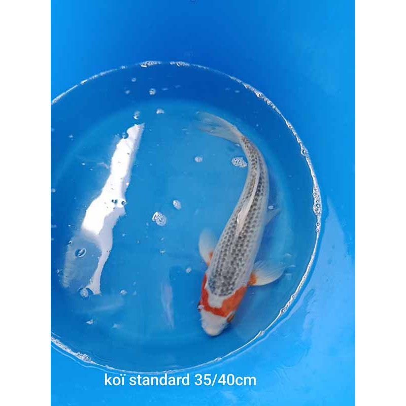koi standard 35-40 cm