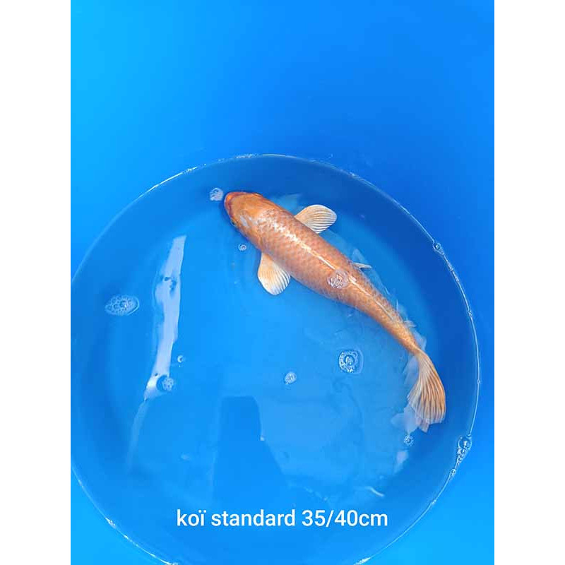 koi standard 35-40 cm