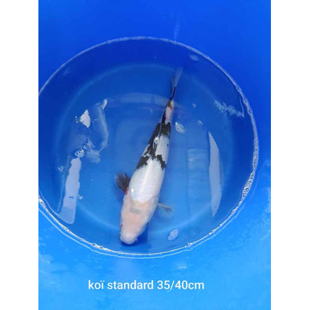 koi standard 35-40 cm