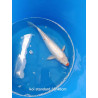 koi standard 35-40 cm