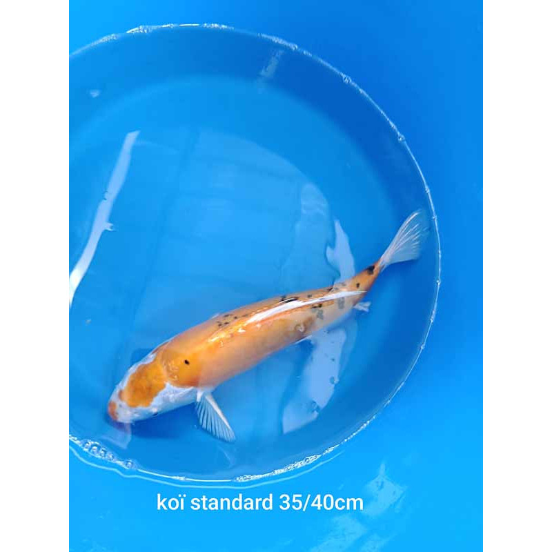 koi standard 35-40 cm