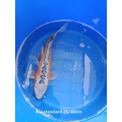 koi standard 35-40 cm