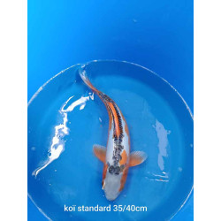 koi standard 35-40 cm