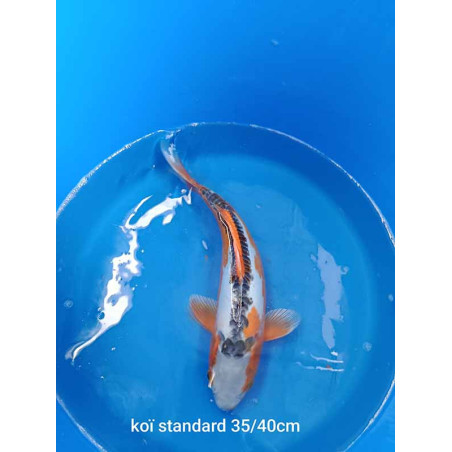 koi standard 35-40 cm